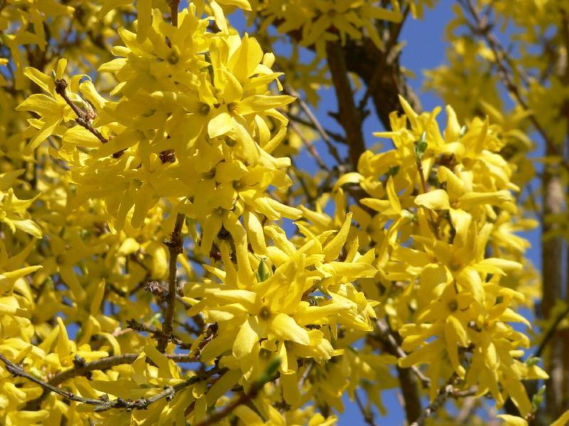 Unser Orchideenpark Bild Nr.112